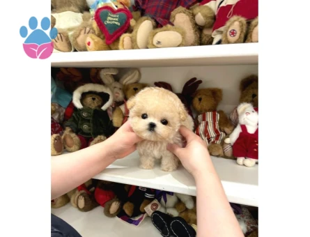 YILDIZIMIZ ARTIK SIZLERLE KORE TOY POODLE YAVRUMUZ