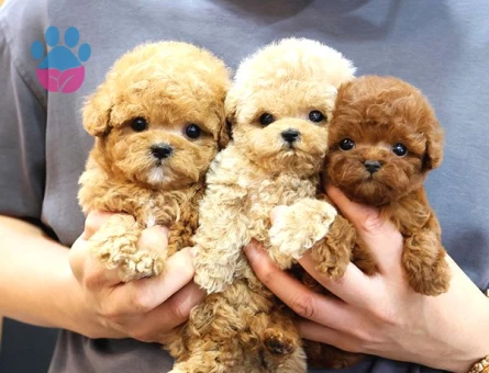 Toy Poodle Bebekleri̇mi̇z