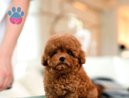 Kore Poodle bebeklerimiz