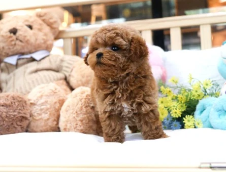 Kore Poodle şeker köpeklerimiz - 5731