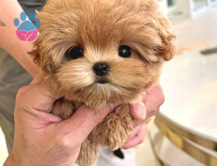 Dünyanın şeker bebekleri Kore Poodle - 5732