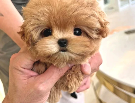 Dünyanın şeker bebekleri Kore Poodle - 5732