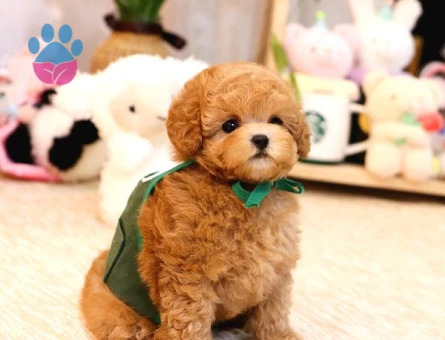 Tatlı bebişler Kore Poodle