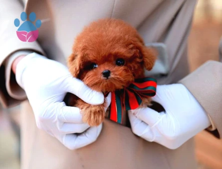 Kore Poodle mucize ötesi bebekler - 5734