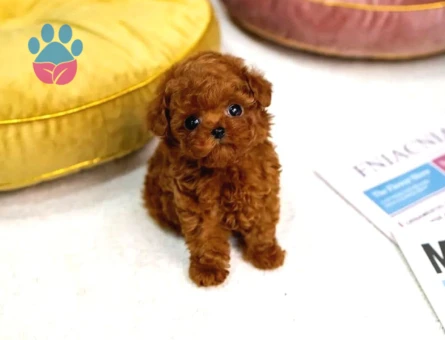 Kore Poodle bebekler