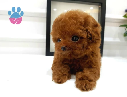 Çocuklarin Mutluluğu Toy Poodle Bebekleri̇m - 5736