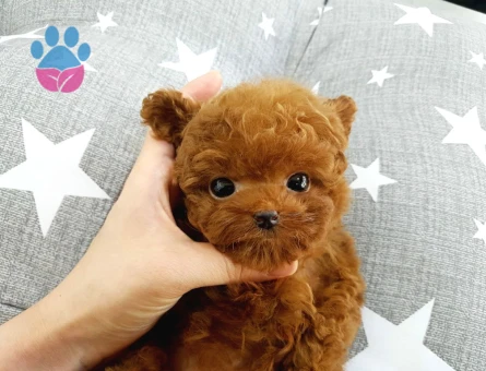 Çocuklarin Mutluluğu Toy Poodle Bebekleri̇m