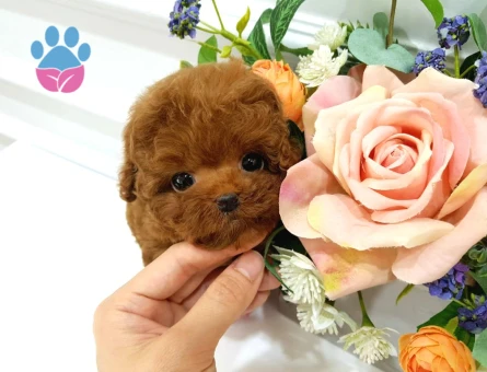 Çocuklarin Mutluluğu Toy Poodle Bebekleri̇m