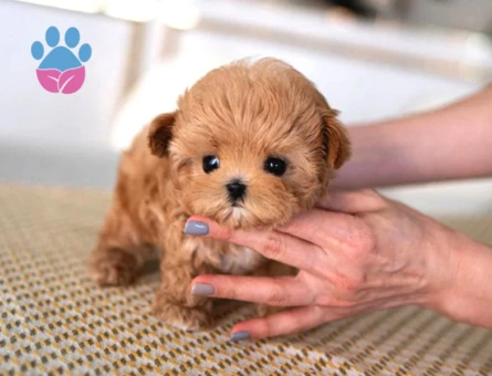 Türkiyenin En Güzel Core Toy Poodle Bebekleri