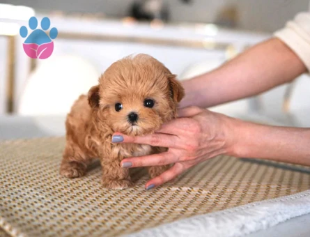 Türkiyenin En Güzel Core Toy Poodle Bebekleri