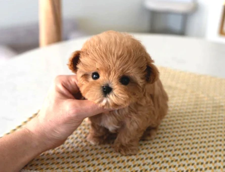 Türkiyenin En Güzel Core Toy Poodle Bebekleri - 5738
