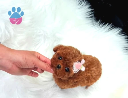 A Şecereli Toy Poodle Yavrularımız Sağlık Ve Irk Garantili