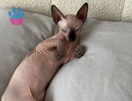 Sfenks cinsi 3 aylık sağlıklı kızımız