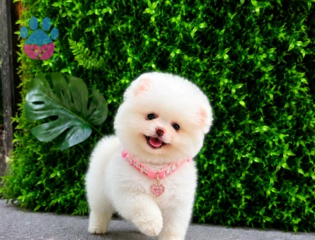 now White Teddy Face Pomeranian Boo Dişi | Ruhsatlı Üretim | Premium Kalite