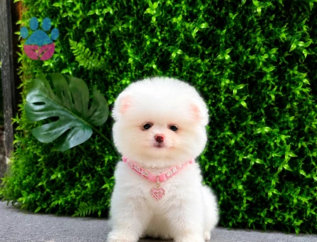now White Teddy Face Pomeranian Boo Dişi | Ruhsatlı Üretim | Premium Kalite
