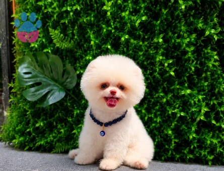 Premium Baby Face Pomeranian Boo | Show Kalite | Ruhsatlı Üretim