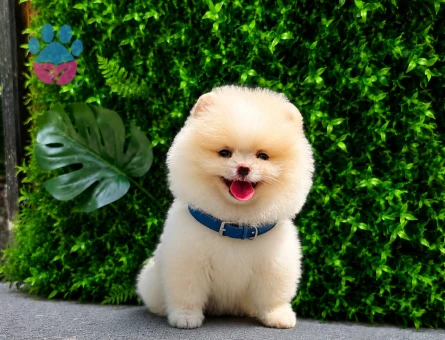 Premium Teddy Face Pomeranian Boo Erkek | Ruhsatlı Üretim | Show Kalite