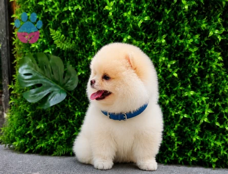 Premium Teddy Face Pomeranian Boo Erkek | Ruhsatlı Üretim | Show Kalite
