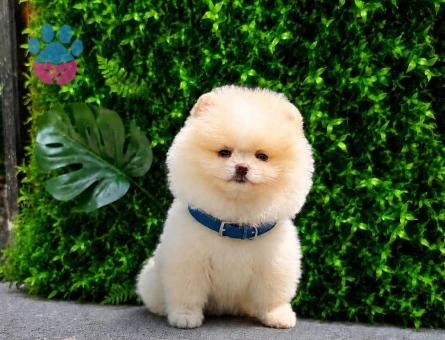 Premium Teddy Face Pomeranian Boo Erkek | Ruhsatlı Üretim | Show Kalite