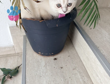Scottish Fold 2 Aylık Bebeğimi Sahiplendiriyorum