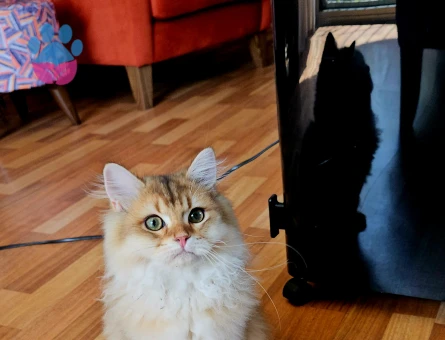 Golden british longhair 4 Aylık
