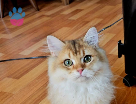 Golden british longhair 4 Aylık