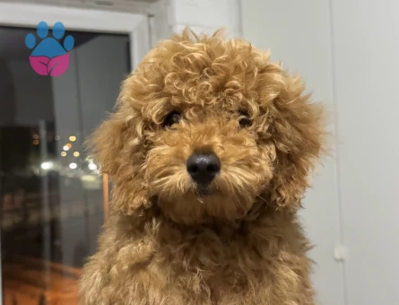 Ankara Yenimahalle yavru toy poodle - 5758