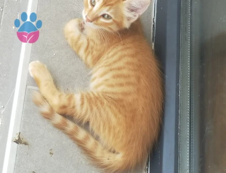 10 adet yavru kedi