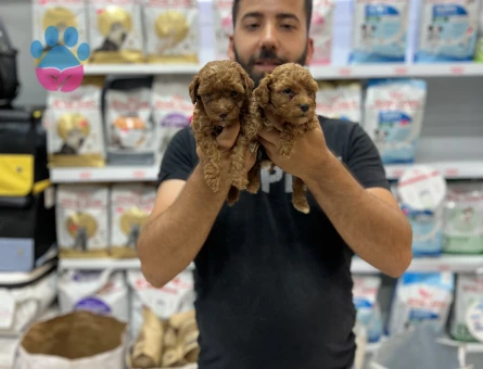Toy poddle yavrularımız