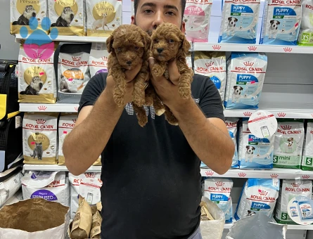 Toy poddle yavrularımız