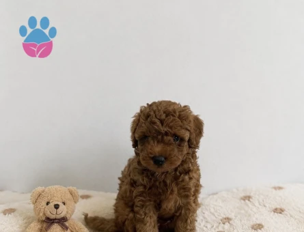Anne Altından Red Brown Toy Poodle Yavrular