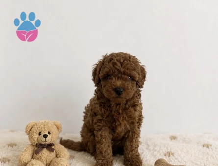 Anne Altından Red Brown Toy Poodle Yavrular