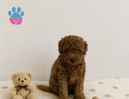 Anne Altından Red Brown Toy Poodle Yavrular