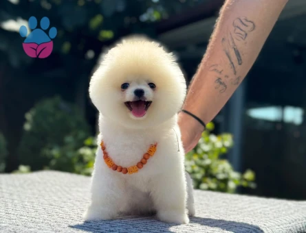 Ayıcık Görünümlü Pomeranian Boo Yavrularımız