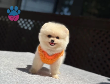 Ayıcık Görünümlü Pomeranian Boo Yavrularımız