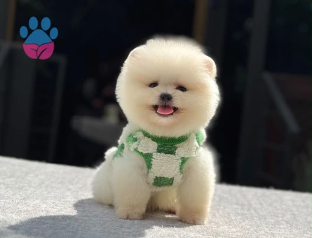 Ayıcık Görünümlü Pomeranian Boo Yavrularımız