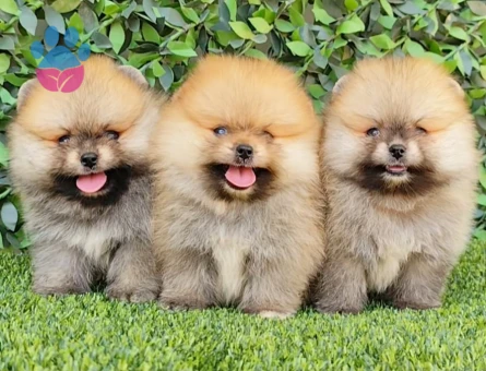 Yavru Pomeranian Boolarımız