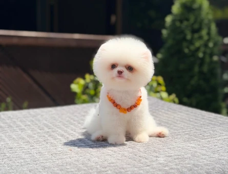 Yavru Pomeranian Boolarımız - 5770