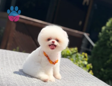 Yavru Pomeranian Boolarımız