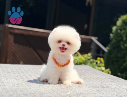 Yavru Pomeranian Boolarımız