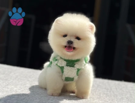 Yavru Pomeranian Boolarımız - 5771