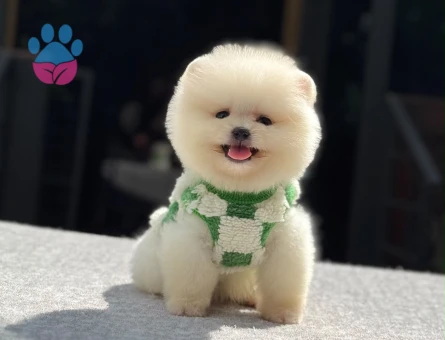 Yavru Pomeranian Boolarımız