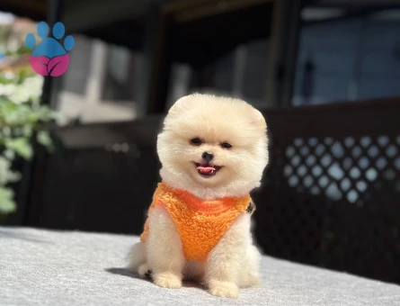 Yavru Pomeranian Boolarımız