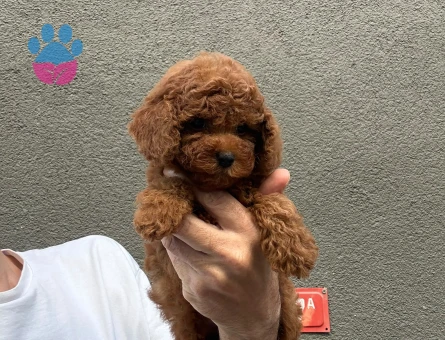 Yavru Toy Poodlelarımız