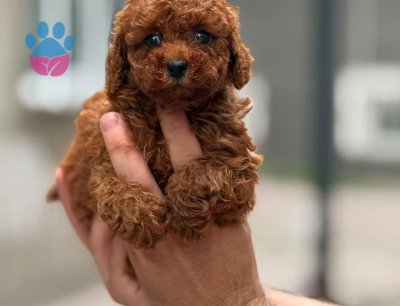 Yavru Maltipoo Bebeklerimiz