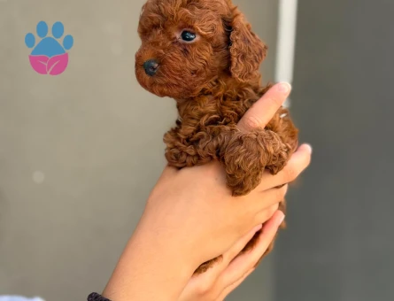 Yavru Maltipoo Bebeklerimiz - 5775