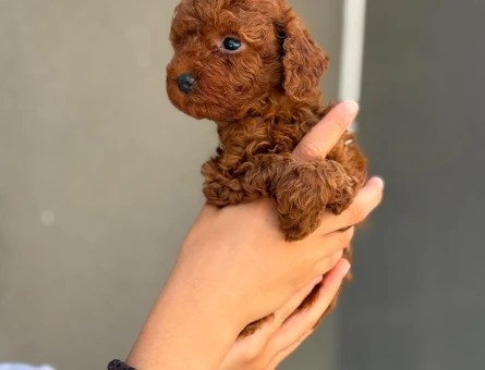 Yavru Maltipoo Bebeklerimiz - 5775