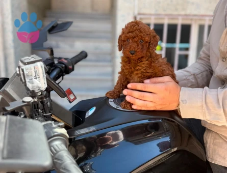 Yavru Maltipoo Bebeklerimiz