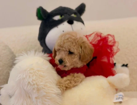 Yavru Maltipoo Bebeklerimiz - 5776