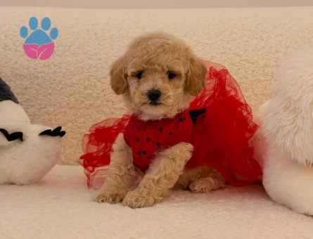Yavru Maltipoo Bebeklerimiz